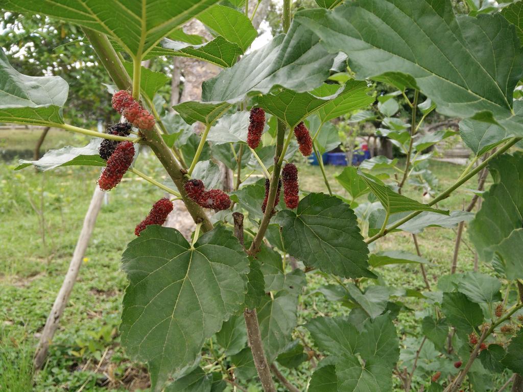 Lilawalai Resort Nong Nam Daeng Bagian luar foto